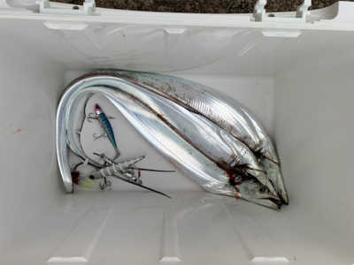 朝まづめのタチウオ釣り