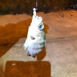 初淡路アジング