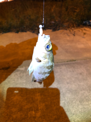 初淡路アジング