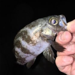 渋い中なんとかメバル