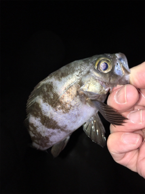 渋い中なんとかメバル