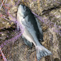 そろそろ寒グレ