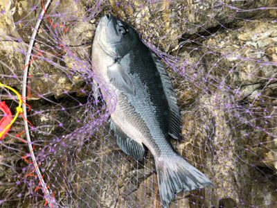 そろそろ寒グレ