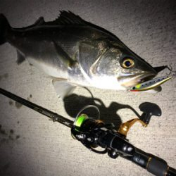 シーバスゲーム