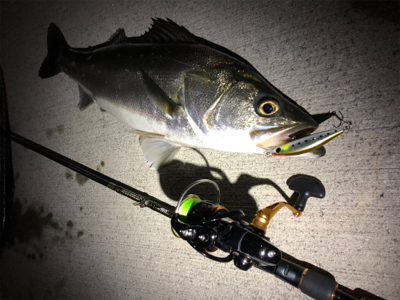 シーバスゲーム