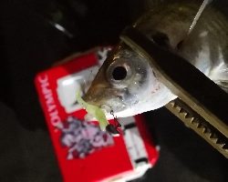 アジング練習 65