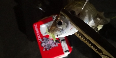 アジング練習 65