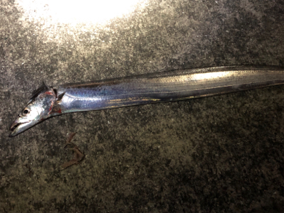 やっぱりホームエリア(^^)