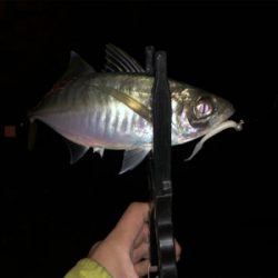 晩秋湾奥アジング