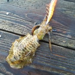 筏でアオリイカ