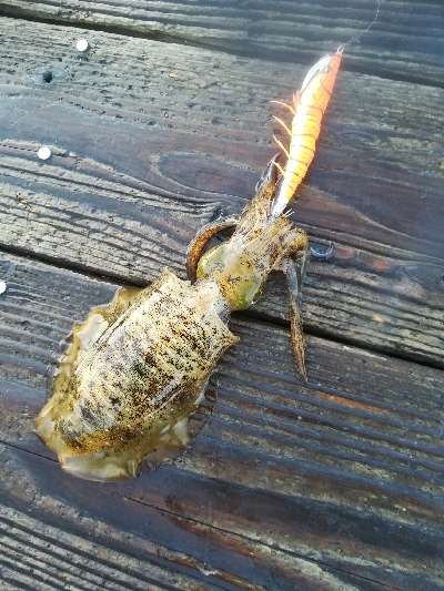 筏でアオリイカ