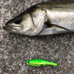 神戸湾奥シーバス