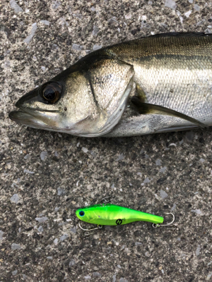 神戸湾奥シーバス