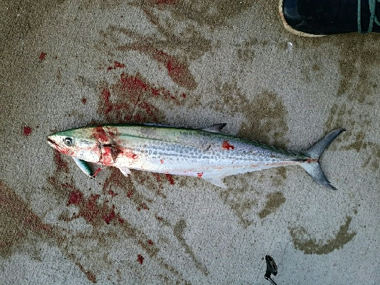 寒々ショアジギング