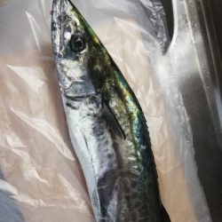 東京湾キャスティング