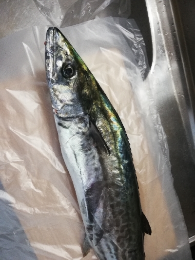 東京湾キャスティング