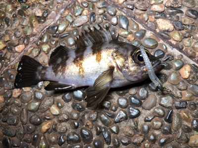 高砂 ナイトゲームに突入！