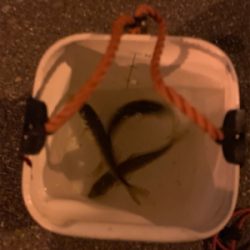 アジングのはずが…。