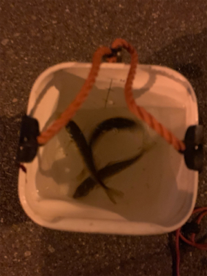 アジングのはずが…。