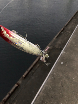 朝タチウオ狙いに…