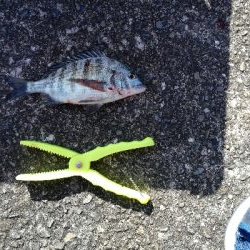 ボウズ回避からの・・・