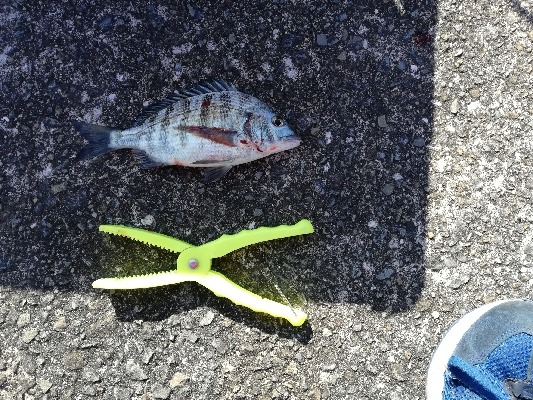 ボウズ回避からの・・・