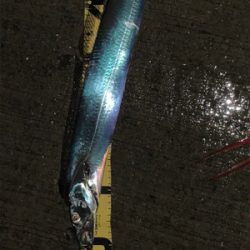 潮の動いている間のタチウオ