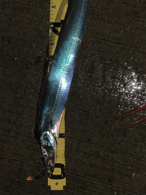 潮の動いている間のタチウオ