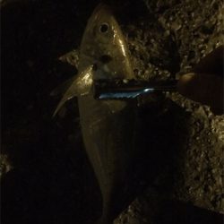 アジングからの底物