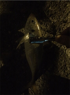 アジングからの底物