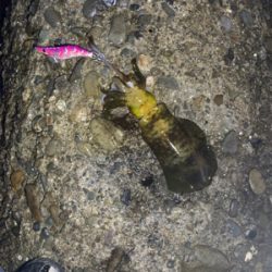 イカの居場所を探して