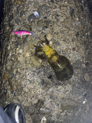 イカの居場所を探して