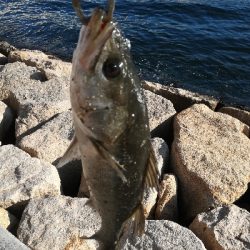 まだまだ青物回ってる