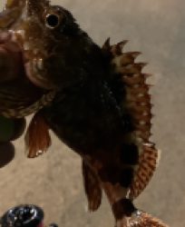 デカアジからのハマチ