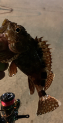 デカアジからのハマチ