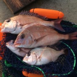 時合いはほんの1時間