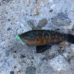 淡路サーフアジング