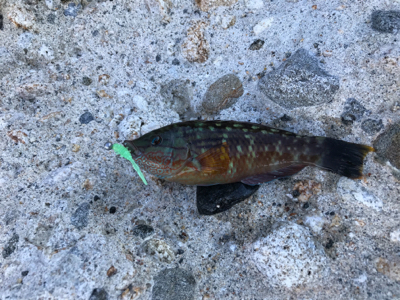 淡路サーフアジング