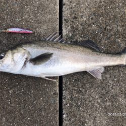 シーバス荒食い