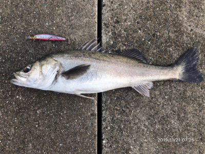シーバス荒食い