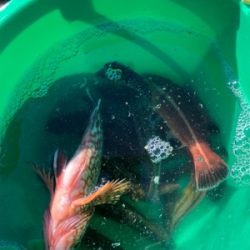 久々の投げ釣りでしたが❗️