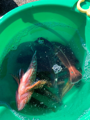 久々の投げ釣りでしたが❗️