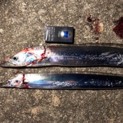 マズメの陸っぱりドラゴン(^^)