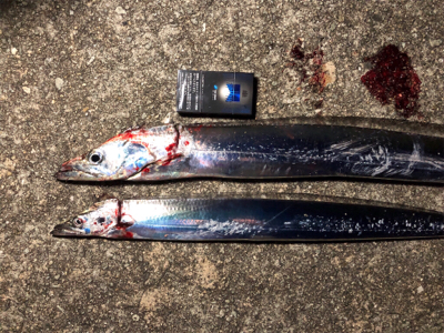 マズメの陸っぱりドラゴン(^^)