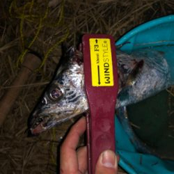 舞洲ドラゴン出現！