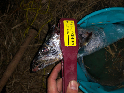 舞洲ドラゴン出現！