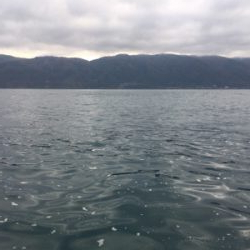 サワラメーターサイズ出た‼️