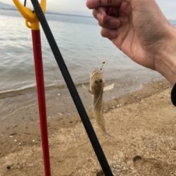 チョイ投げにてキス&ハゼ