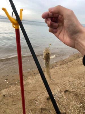 チョイ投げにてキス&ハゼ