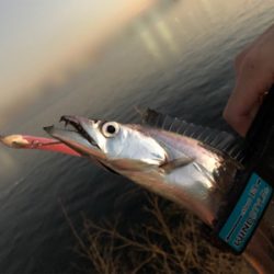 息子がドラゴン獲ったどー(^^)